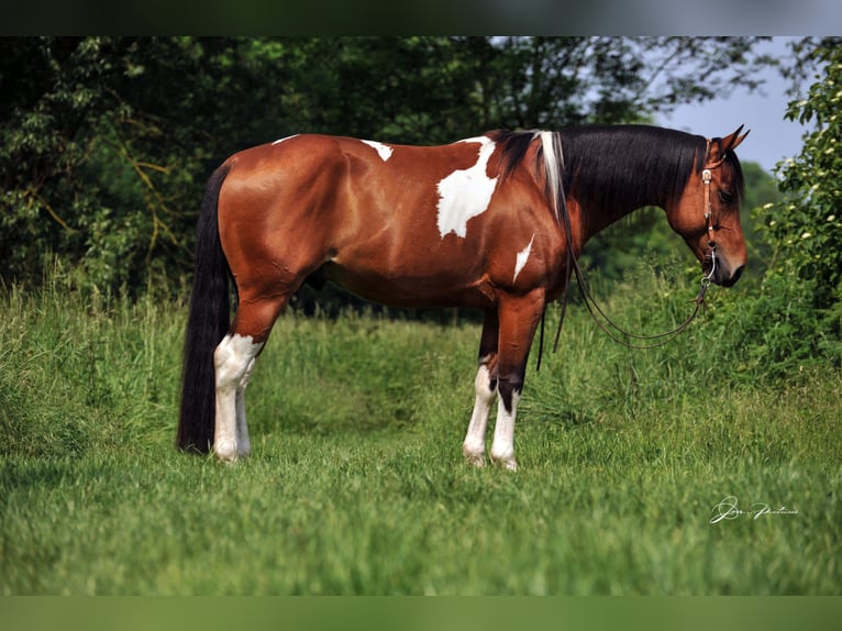 American Paint Horse Gelding 13 years 15 hh Pinto in Heppenheim (Bergstraße)