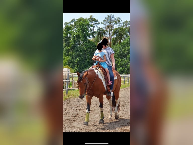 American Paint Horse Gelding 13 years 15 hh Pinto in Heppenheim (Bergstraße)