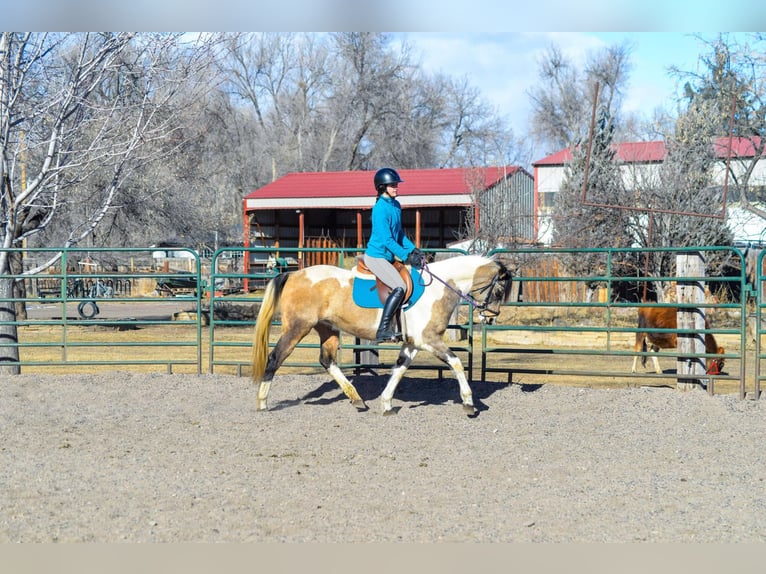 American Paint Horse Gelding 13 years 15 hh Tobiano-all-colors in Fort Collins CO