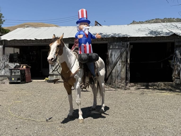American Paint Horse Gelding 13 years 15,1 hh Buckskin in Paicines CA