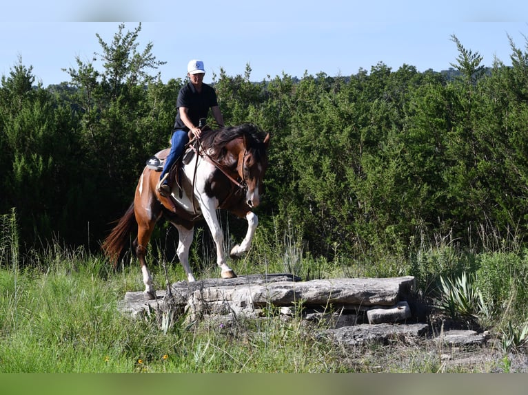 American Paint Horse Gelding 13 years 15,1 hh Pinto in Stephenville