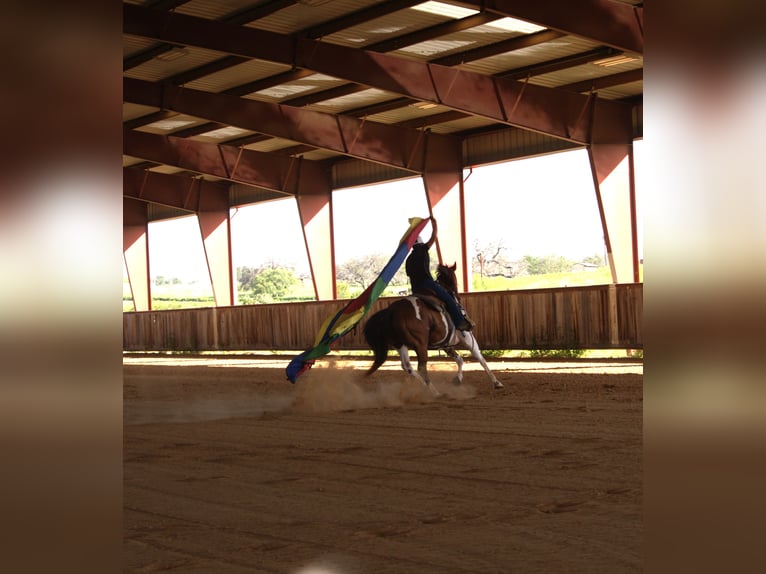 American Paint Horse Gelding 13 years 15,1 hh Pinto in Stephenville