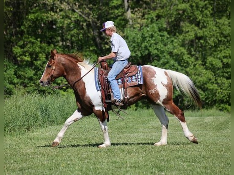 American Paint Horse Gelding 13 years 15,1 hh Tobiano-all-colors in Level Green KY