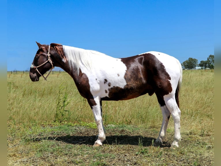 American Paint Horse Gelding 13 years Grullo in Pleasant Grove CA