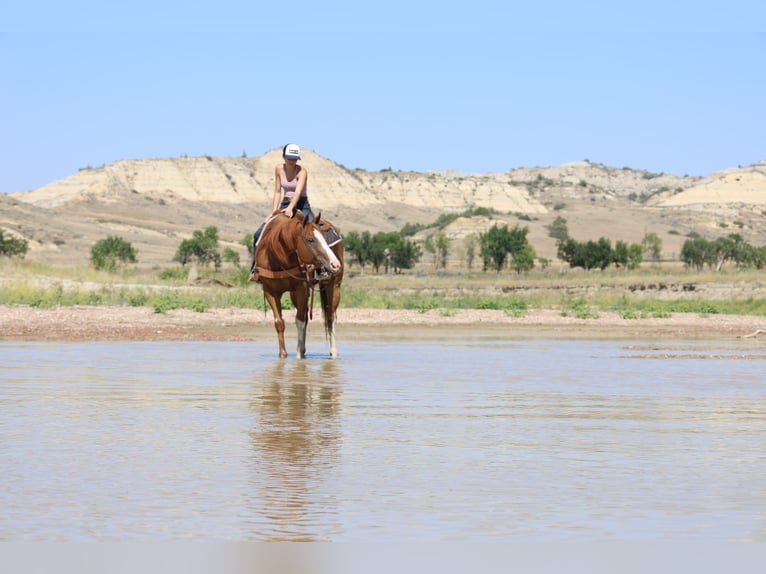 American Paint Horse Gelding 13 years Sorrel in Ripley