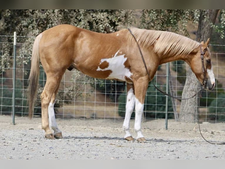 American Paint Horse Gelding 14 years 14.1 hh Overo-all-colors in Paicines CA
