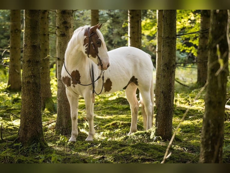 American Paint Horse Mix Gelding 14 years 14.2 hh Pinto in Mengen