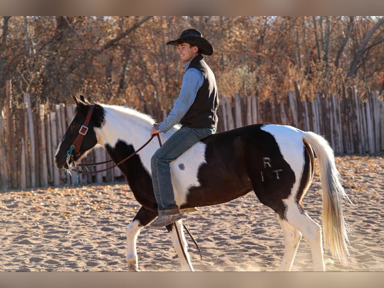 American Paint Horse Gelding 14 years 14.2 hh Tobiano-all-colors in Camp Verde AZ