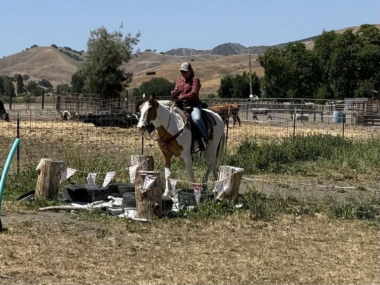 American Paint Horse Gelding 14 years 15.1 hh Buckskin in Paicines CA
