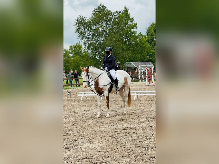 American Paint Horse Gelding 14 years 15.1 hh Pinto in Leer (Ostfriesland)