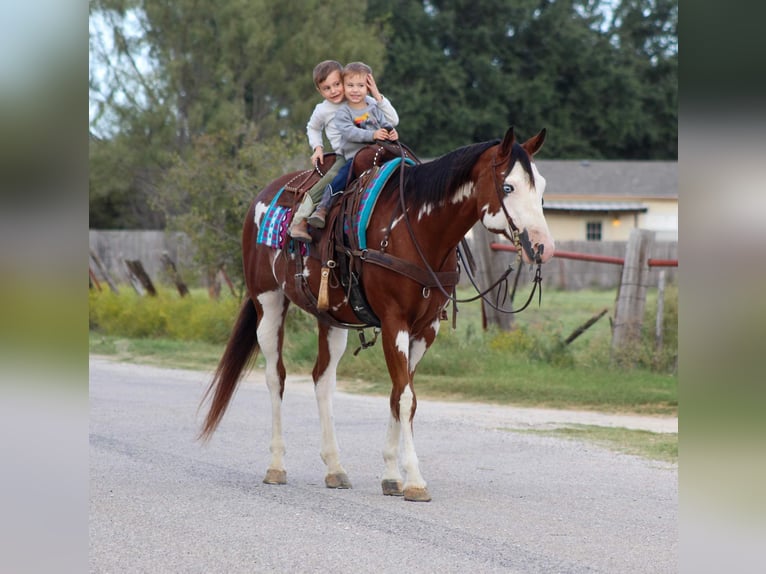 American Paint Horse Gelding 14 years 15,2 hh Overo-all-colors in Stephenville TX