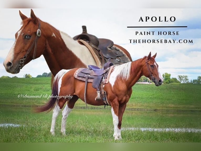American Paint Horse Gelding 14 years 15,3 hh Sorrel in Pine Knot, KY