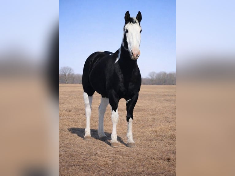 American Paint Horse Gelding 14 years 15,2 hh Pinto in Hamilton