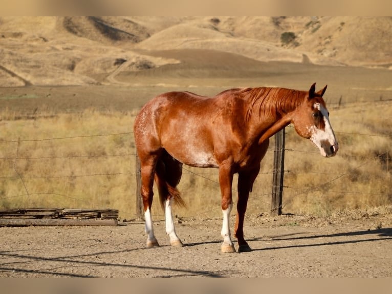 American Paint Horse Gelding 14 years 16 hh Rabicano in King City