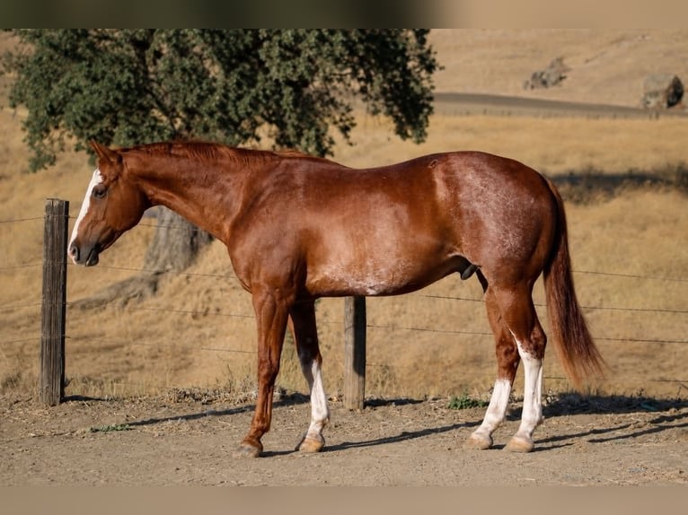 American Paint Horse Gelding 14 years 16 hh Rabicano in King City