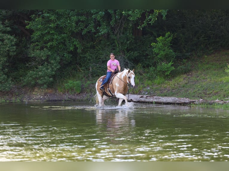 American Paint Horse Gelding 14 years Pinto in Forney