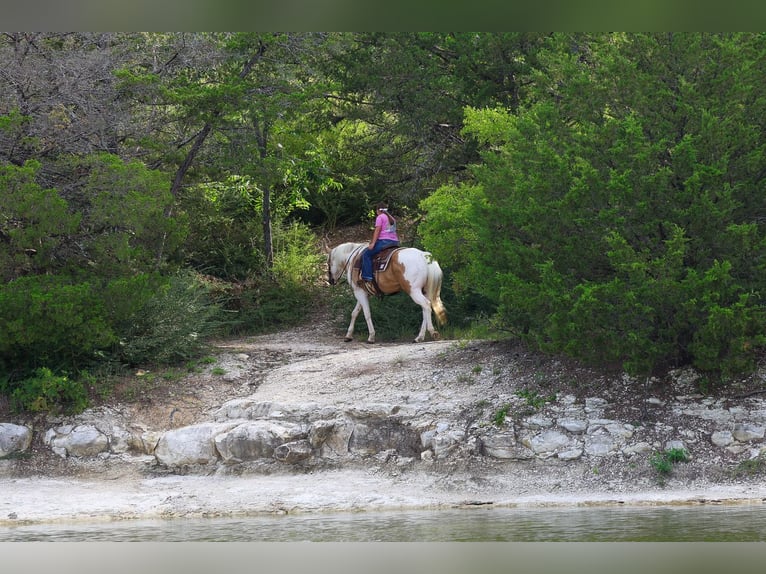 American Paint Horse Gelding 14 years Pinto in Forney