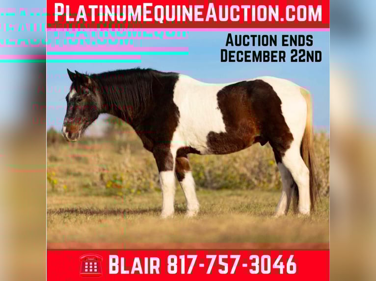 American Paint Horse Gelding 15 years 14,1 hh Roan-Bay in Weatherford TX