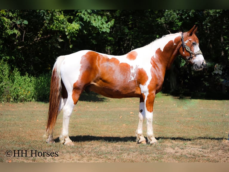 American Paint Horse Gelding 15 years 14.3 hh Tobiano-all-colors in Flemingsburg KY