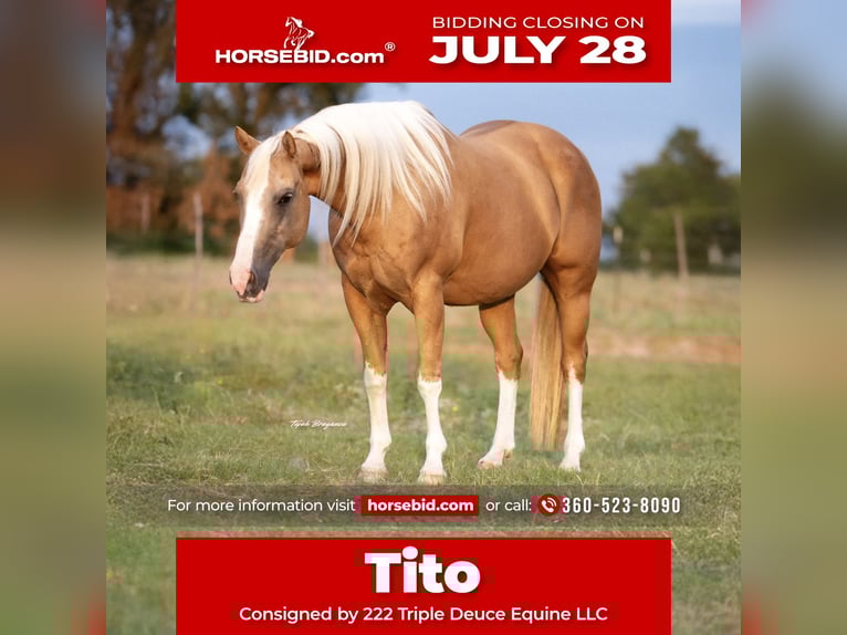 American Paint Horse Gelding 15 years 14,3 hh Palomino in Cisco, TX