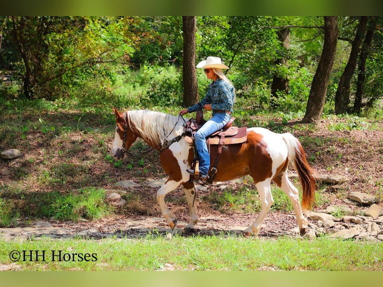 American Paint Horse Gelding 15 years 14,3 hh Tobiano-all-colors in Flemingsburg KY