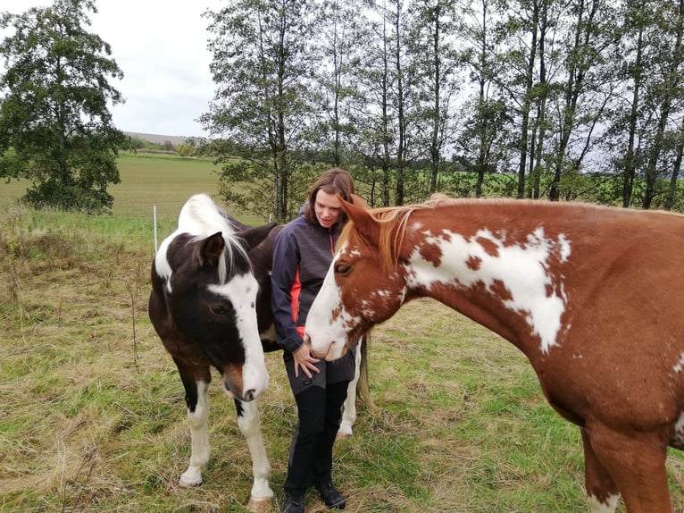 American Paint Horse Gelding 15 years 15 hh Overo-all-colors in Morbach