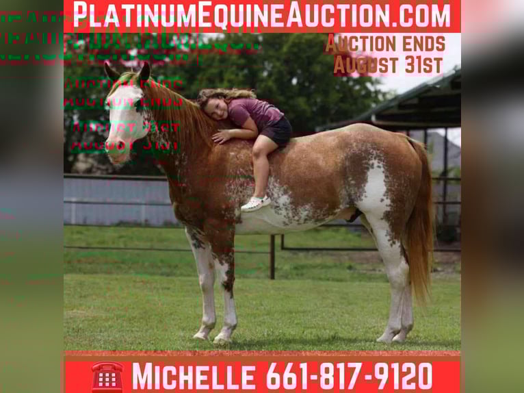 American Paint Horse Gelding 15 years 15 hh Overo-all-colors in Stephenville tx