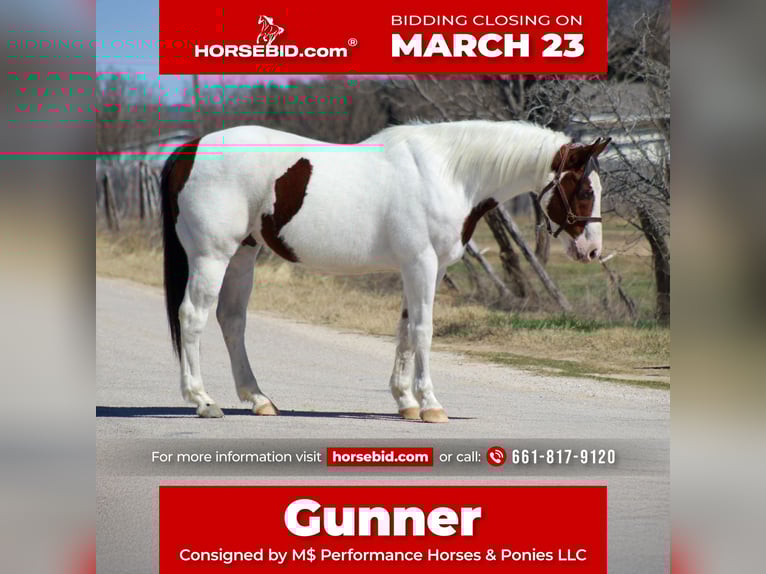 American Paint Horse Gelding 15 years 15 hh Pinto in Whitesboro