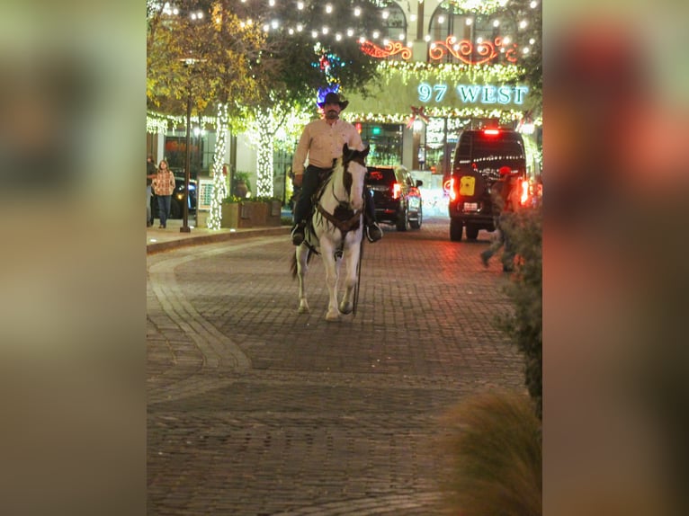 American Paint Horse Gelding 15 years 15 hh Tobiano-all-colors in Stephenville