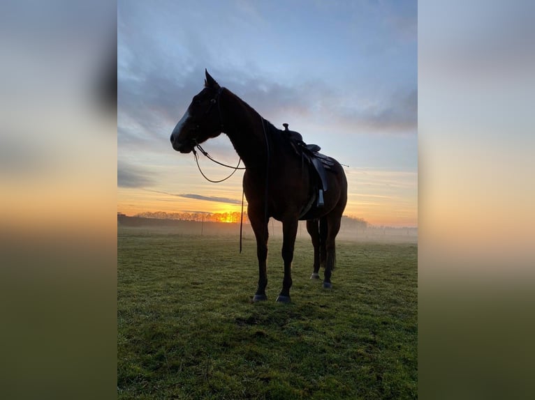American Paint Horse Gelding 15 years 15,2 hh Brown in Wettmar