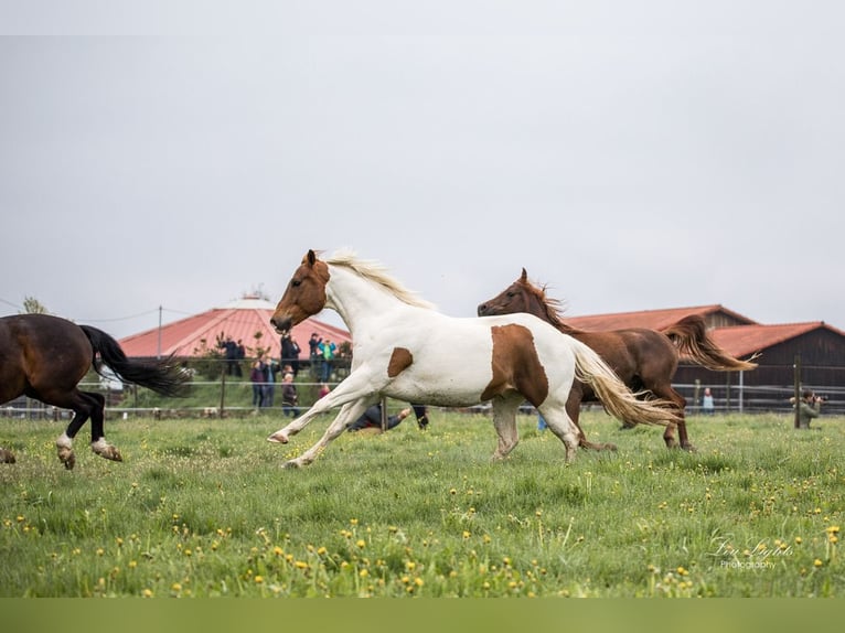 American Paint Horse Gelding 15 years 15,2 hh Tobiano-all-colors in Reutlingen