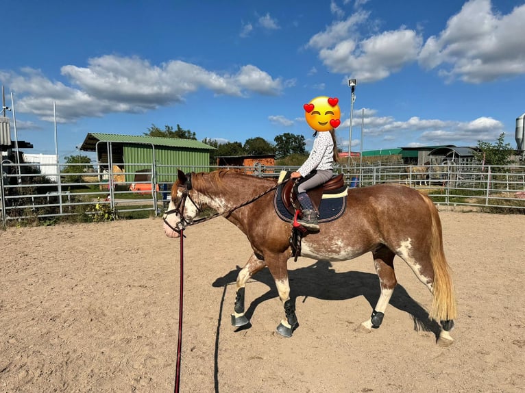 American Paint Horse Gelding 16 years 14.1 hh Overo-all-colors in Otzberg