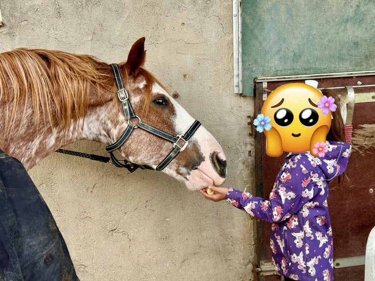 American Paint Horse Gelding 16 years 14.1 hh Overo-all-colors in Otzberg
