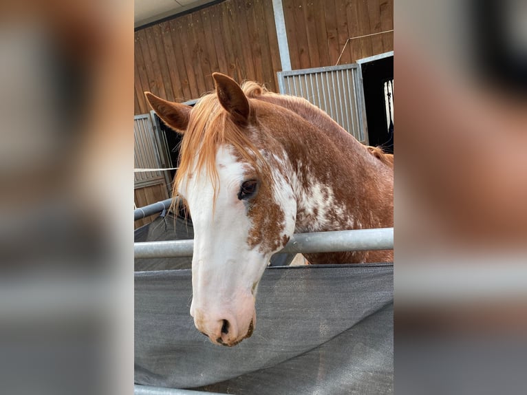 American Paint Horse Gelding 16 years 14.1 hh Overo-all-colors in Otzberg