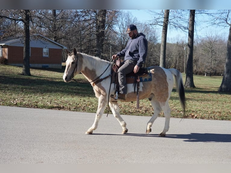 American Paint Horse Gelding 16 years 14,3 hh Buckskin in Rineyville Ky