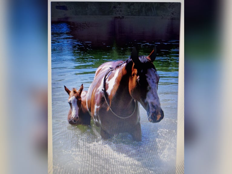 American Paint Horse Gelding 16 years 15,2 hh Brown in Wettmar