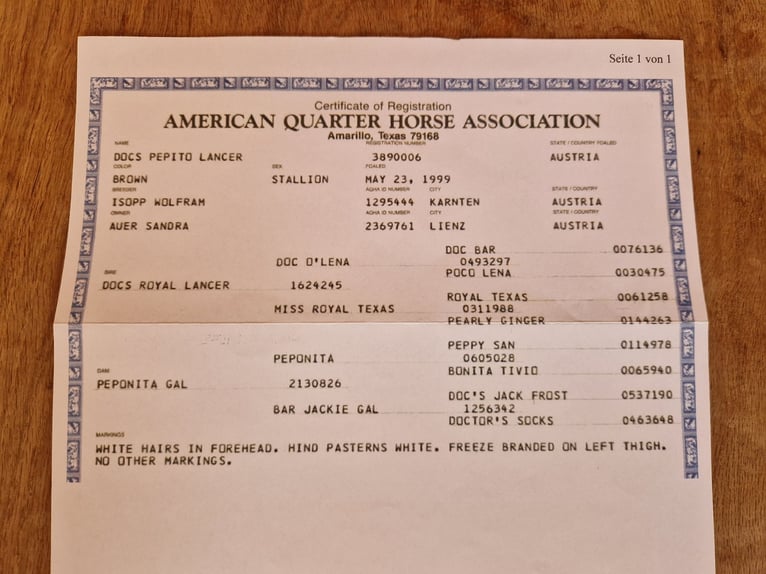 American Paint Horse Gelding 16 years 15,2 hh Brown in Wettmar