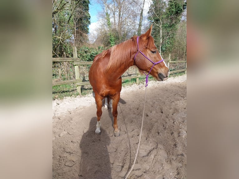 American Paint Horse Gelding 17 years 14,2 hh Chestnut-Red in Wegberg