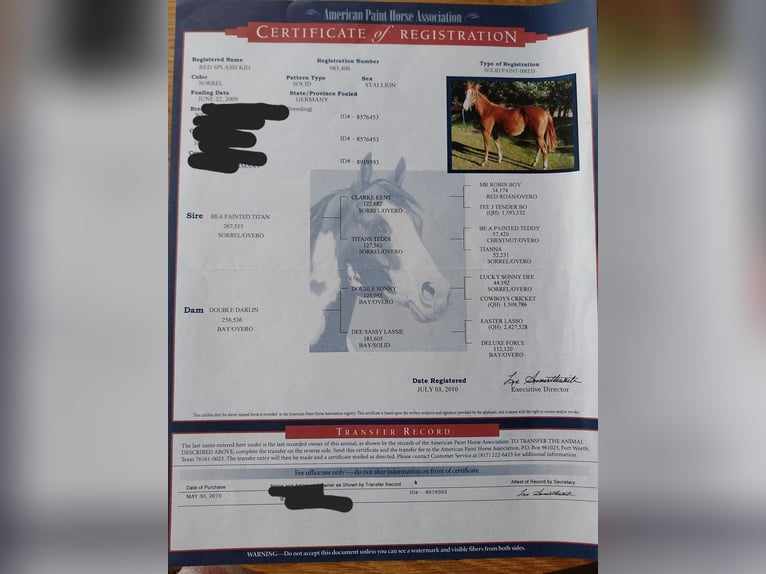 American Paint Horse Gelding 17 years 14,2 hh Chestnut-Red in Wegberg