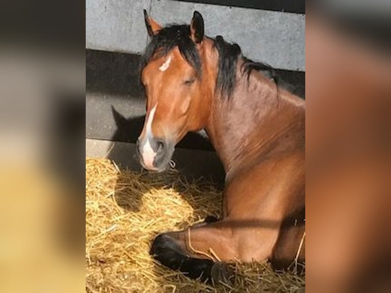 American Paint Horse Gelding 17 years 15,1 hh Brown in Buggingen