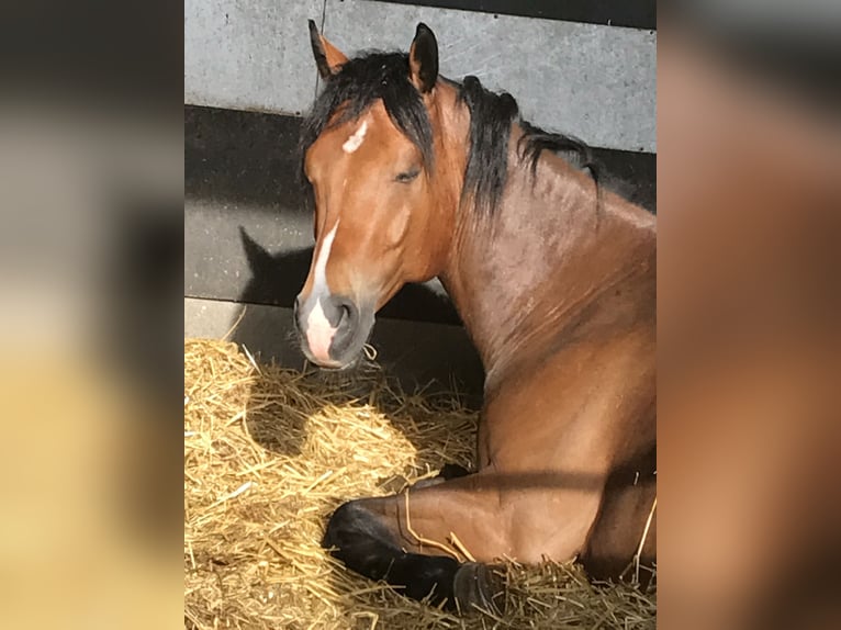 American Paint Horse Gelding 17 years 15,1 hh Brown in Buggingen