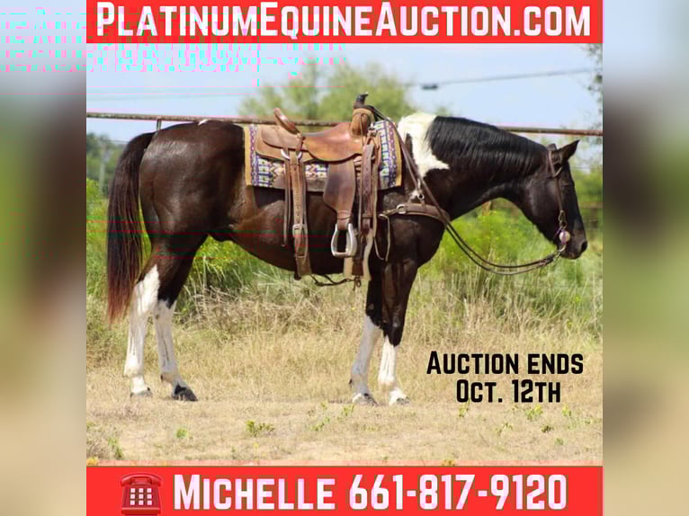 American Paint Horse Gelding 17 years 15,1 hh Tobiano-all-colors in Stephenville TX