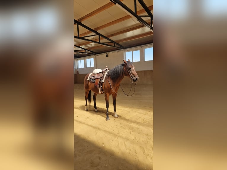American Paint Horse Gelding 17 years Bay in Dugo Selo