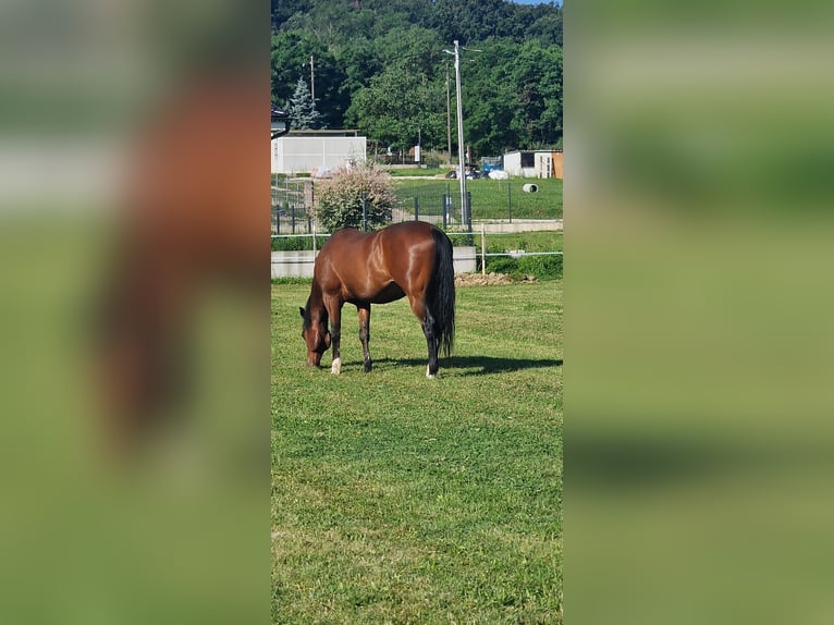 American Paint Horse Gelding 17 years Bay in Dugo Selo