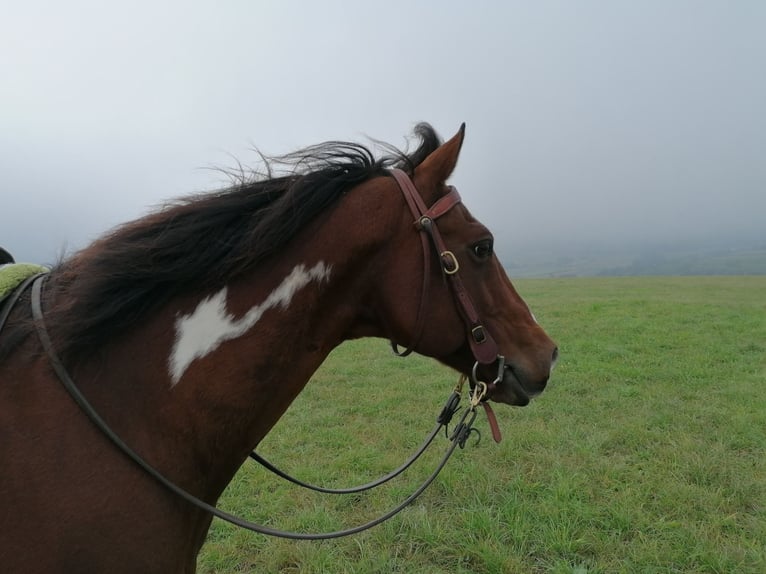 American Paint Horse Gelding 18 years 13,3 hh Overo-all-colors in Freiamt