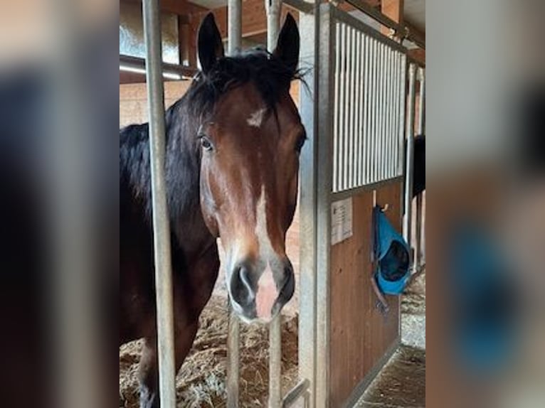 American Paint Horse Gelding 18 years 15,1 hh Brown in Buggingen