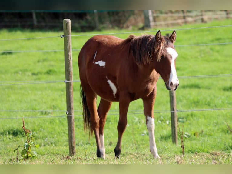 American Paint Horse Gelding 1 year 14,2 hh Overo-all-colors in Hellenthal