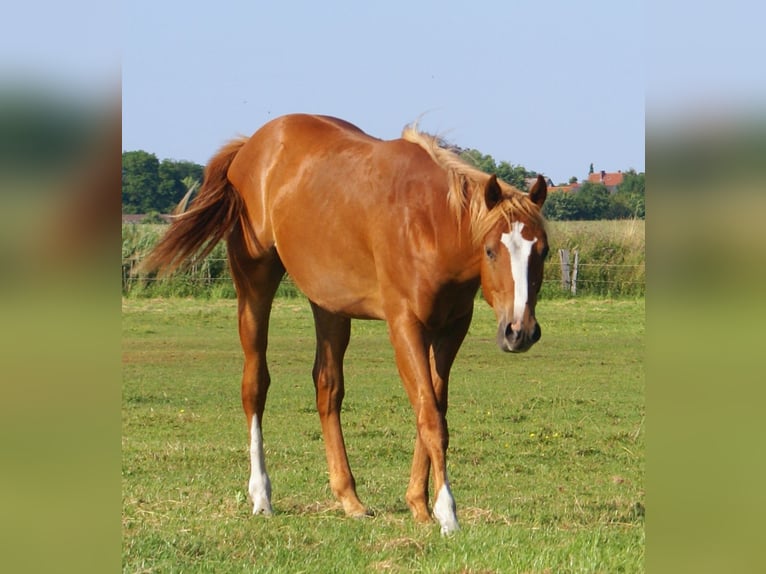 American Paint Horse Gelding 1 year 15.1 hh Chestnut-Red in Velpke