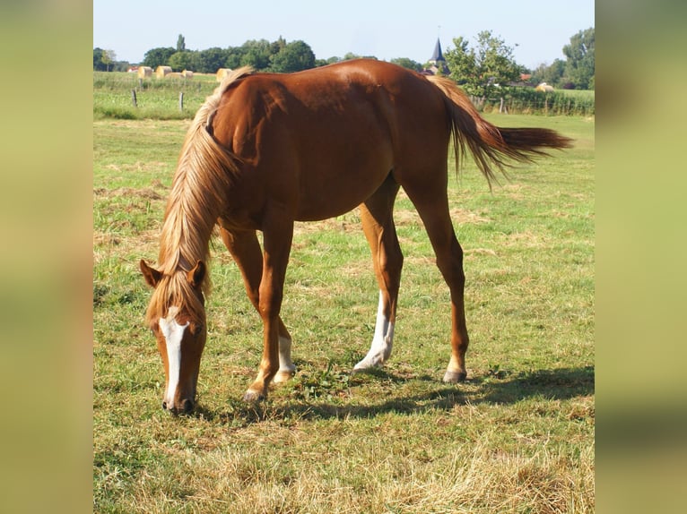 American Paint Horse Gelding 1 year 15.1 hh Chestnut-Red in Velpke