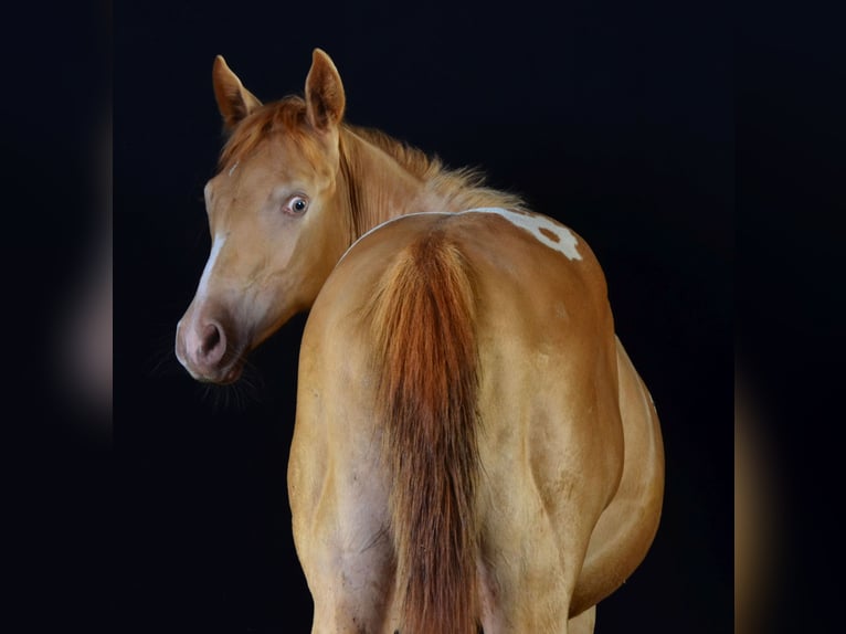 American Paint Horse Gelding 1 year 15.1 hh Pinto in Schwindegg